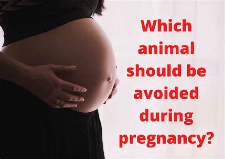 Which animal should be avoided during pregnancy?