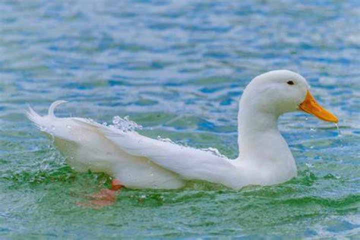 Why are ducks important to the environment?
