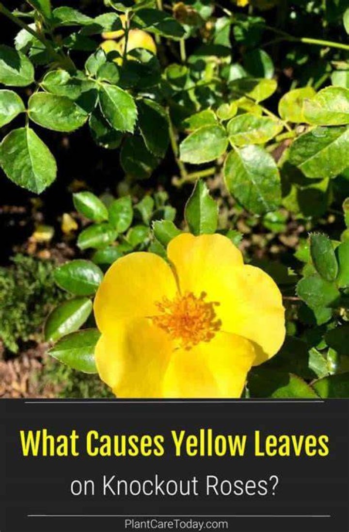 Why are knockout roses turning yellow?