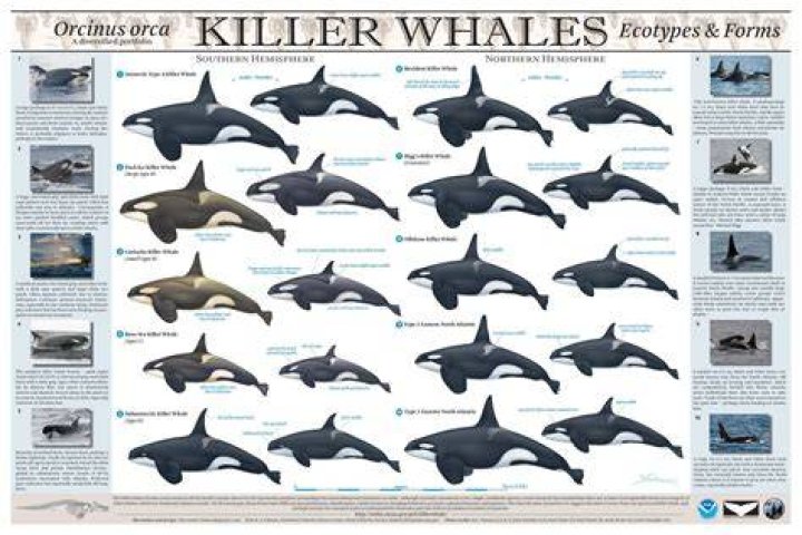 Why are orcas different colors?