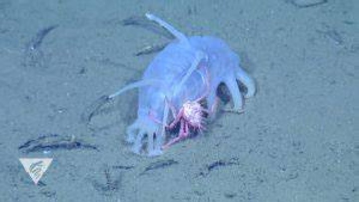Why do baby crabs hitch rides on sea pigs?