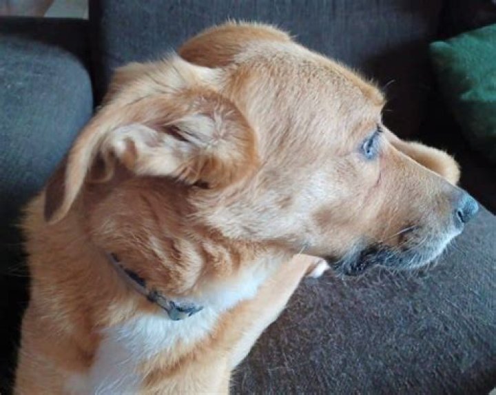 Why does my dog put his ears back when I pet him?