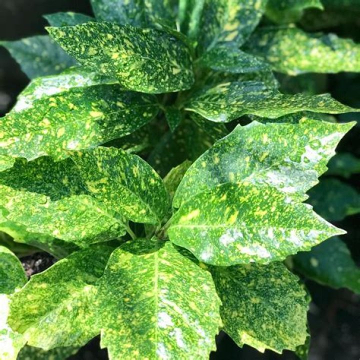 Why is my aucuba wilting?