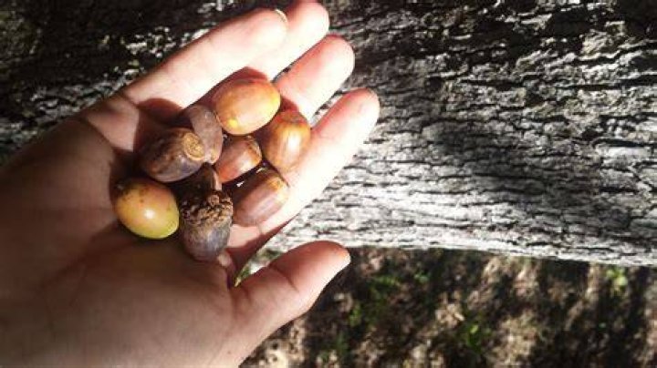 Why is my oak tree dropping so many leaves?