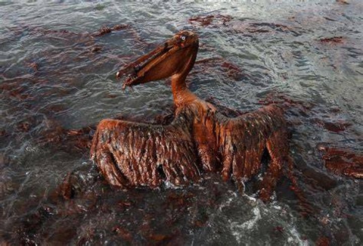 Wildlife group says gulf oil spill still affecting wildlife