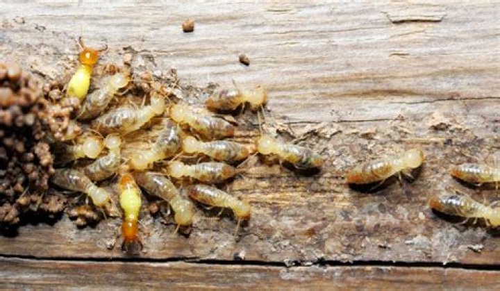 Will insect bombs kill termites?