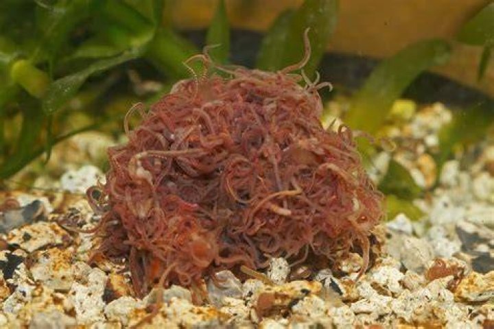 Will shrimp eat detritus worms?
